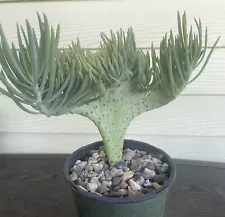 Crested Succulent Mermaid Tail Plant (Crested Senecio Vitalis) Live Plant