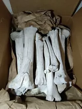 Box Of Bones Halloween Real Cow/Horse 14 lbs. Taxidermy Craft Wild Natural