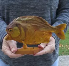 Real 8" South American Mounted Piranha fish on wooden base taxidermy #46830