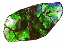 Fossil Ammolite Korite Mine Alberta Canada COA 3476 Free shipping & Stand