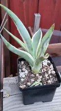 Agave (Variegated)