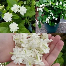 Jasmine Vine Sambac Duke Everyday Fregrance Flowering Plant 5 Cuttings