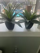 2 Real Looking Beautiful Plants