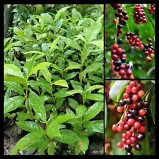 100 Seeds Indonesian Bay Leaf | Syzygium polyanthum | Salam Seeds FREE SHIPPING