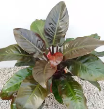 New ListingPhilodendron Imperial Red rare live house plant