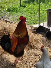 12 Barnyard Mix chicken hatching eggs for sale. NPIP Certified.