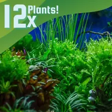 Done For You Plant Package, 12 Full Size (No Co2 Required) Live Freshwater Plant