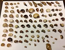 Lot of Assorted Freshwater Snail Shells Giant Columbian Ramshorn & 4 Others