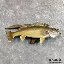 #27512 WC | 29" Walleye Taxidermy Fish Mount For Sale