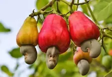 7 seed ANACARDIUM OCCIDENTALE CASHEW NUT TREE RARE TROPICAL FRUIT FRESH