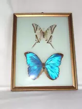 Vintage BUTTERFLY Taxidermy Convex Glass, Brazil Entomology Specimens, #1