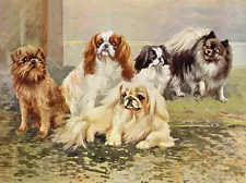 CAVALIER PEKINGESE GRIFFON JAPANESE CHIN & POMERANIAN DOG GREETINGS NOTE CARD