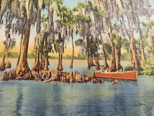 C 1941 Ancient Cypress Trees Boat Ride Tour at Florida Cypress Gardens Postcard