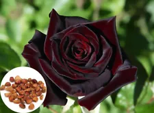 100 Black Baccara True Blood Hybrid Tea Rose Flower Seeds, Exotic Rare Plant