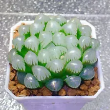 4CM Succulent Plant Ice Jade Haworthia Cooperi Liliaceae Home Garden Outdoor Pot