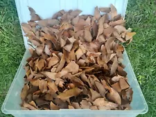 100% Organic Dried Magnolia Leaf Litter 4 one gallon bags for bedding and food.