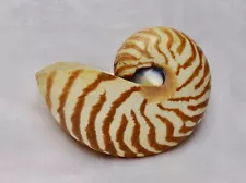 Chambered Nautilus Seashell