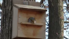 SQUIRREL HOUSE, SQUIRREL NESTING HOUSE, Wood