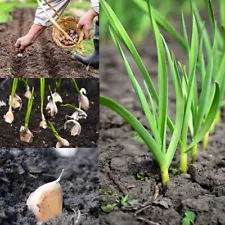 +25Jumbo Polish Garlic Bulbs cloves 5-25 Organic Heirloom Hardneck Plant or Cook