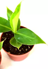 - Truly Tiny - Tiny Musa Banana Tree - 4" Pot - Great Fruit