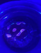 WYSIWYG Live Coral Frag - Pink/Purple Platygyra Brain Worm Coral