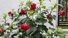 3 cutting roots Double PETAL HIBISCUS RED live plant Organic new Fresh Plant