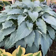 Hosta 'Wind beneath My Wings' 3” Pot Size Starter Plant