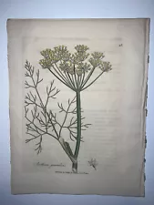 2nd Ed Woodville Medical Botany 1810 H/C Botanical Engraving Common Dill