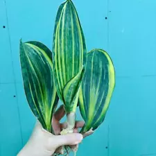 3PCS Sale Rare Succulent Live Plant Sansevieria masoniana Variegated WYSIWYG