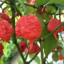 carolina reaper powder for sale