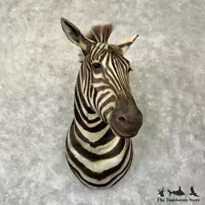 #29279 V | African Burchell's Zebra Taxidermy Shoulder Mount For Sale