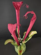 cobra lily plant for sale