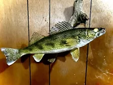 Walleye Saugeye Taxidermy Fish Mount!!