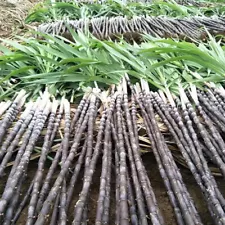 30 Organic Fruit seeds High Production Edible Juicy Black Sugar Cane Seeds Sweet