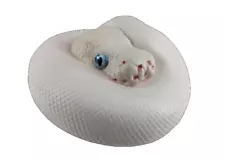 【In-Stock】 Animal Heavenly Body Leucistic Ball Python Collectible Snake Statue