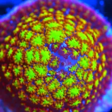 CORALS OF EDEN ~ Phoenix Firestorm Bounce Mushroom Frag -Live Coral for Sale LPS