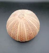 Large Vintage Sea Urchin Organic Natural Nautical Ocean Beach Decor