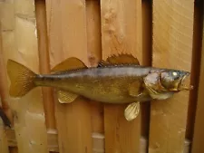 Nice 24" Real Skin Walleye Fish Taxidermy Mount