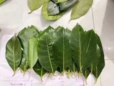 3 pcs Jackfruit leaf nature leaf from srilanka