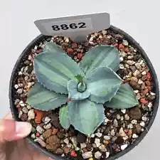 7-8cm 1PCS Cactus Live Plants Agave Parryi Beautiful Cactus