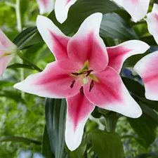 50 pcs Mix Rare Lily Flower Seeds Planting Flower Lilium Perfume Garden Plant