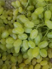 thompson seedless grapes for sale