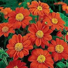 20 Mexican Pink and Red Sunflower Seeds Plants Garden Planting Colorful Rare or