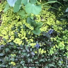 Golden Creeping Jenny Live Aquarium and groundcover (20+) plants. Plus gift:-)