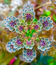 Kalanchoe Mother of Millions seeds, fun and easy to grow,an amazing gift for any