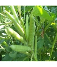 Cluster Beans Gawar,Guar Phalli,Goru Chikkudu,Kothavara Hybrid Seeds For Garden