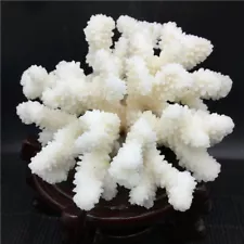 517g NATURAL PRETTY CORAL FOSSIL SPECIMEN HEALING U236