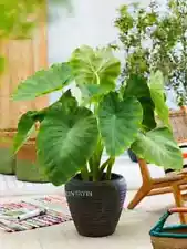 Colocasia Elephant Ear Tall 'Thai Giant' Gigantea Plant Thailand Thai Bulb 3+