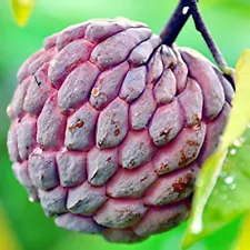 sugar apple seeds for sale