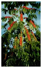 Kona Coffee beans red ripe for picking Hawaii Postcard